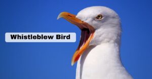 Whistleblew Bird